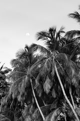MAKE A WISH UPON THE PALMS