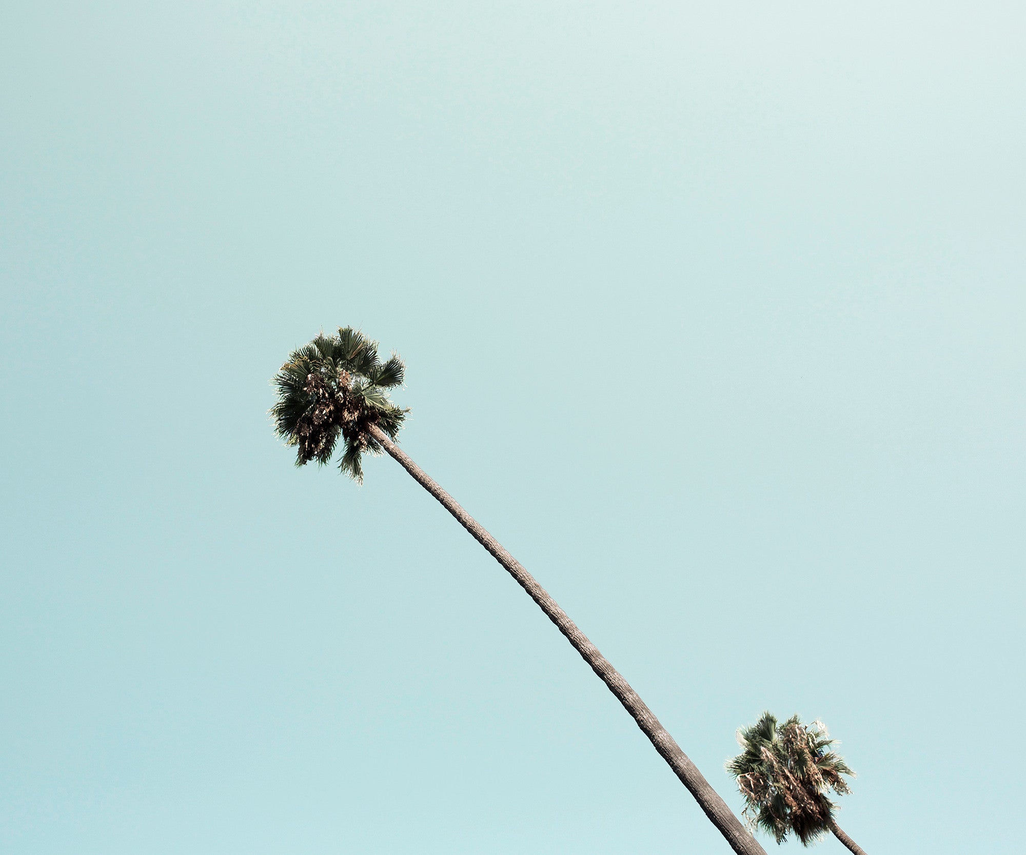 Ludwig Favre Beverly Hills Palm | Limited Edition Photograph – ArtStar
